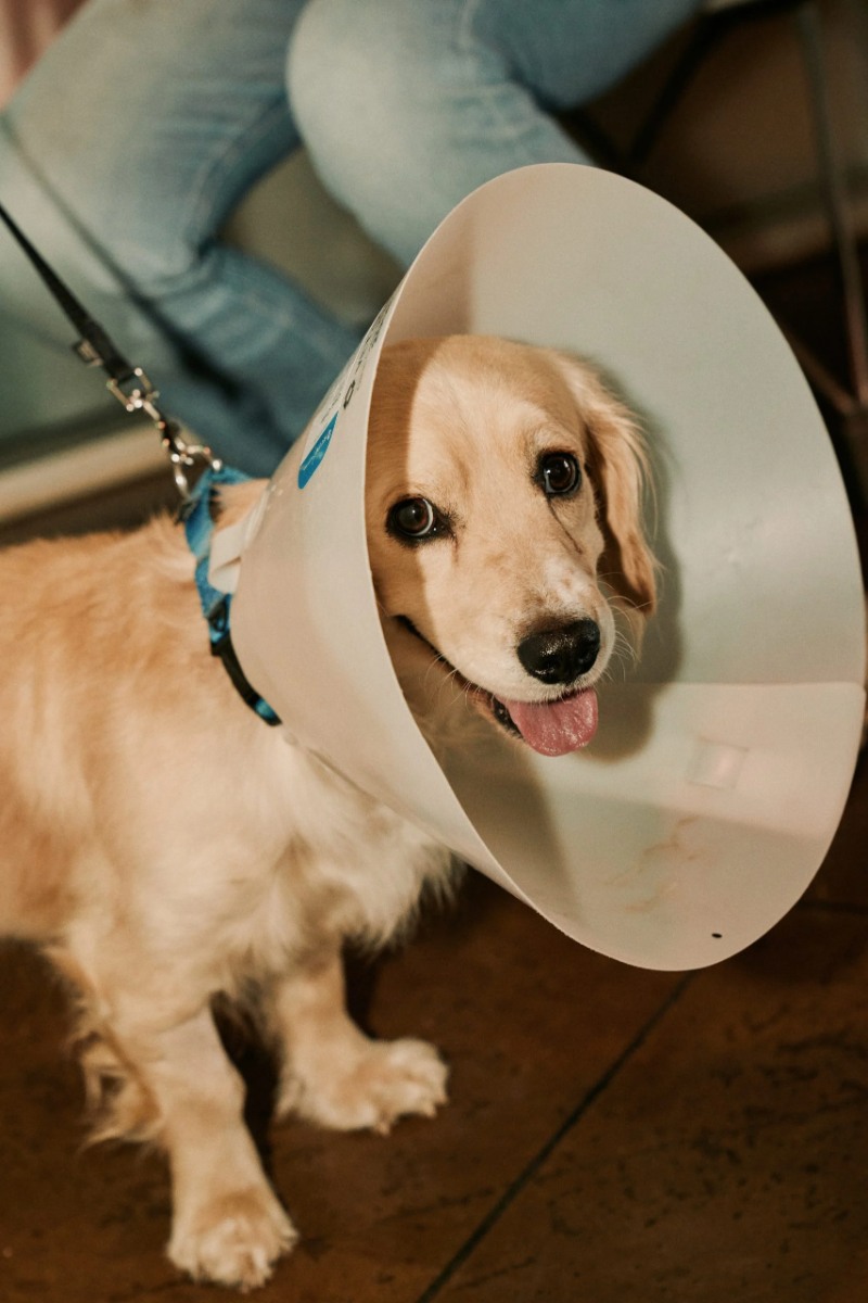 Animal Shelters