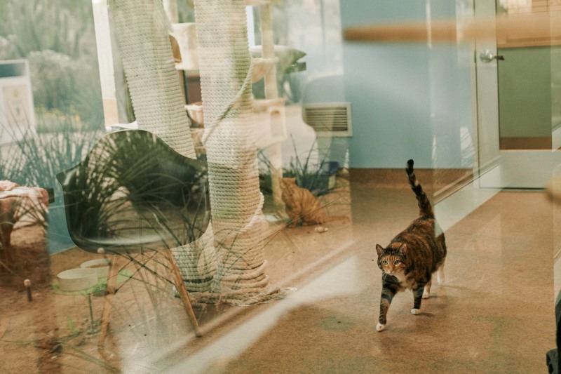 Animal Shelters