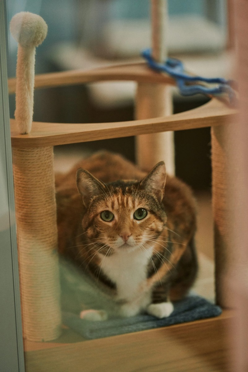Animal Shelters