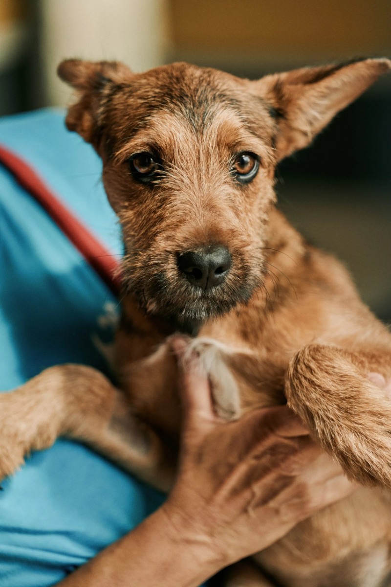 Animal Shelters
