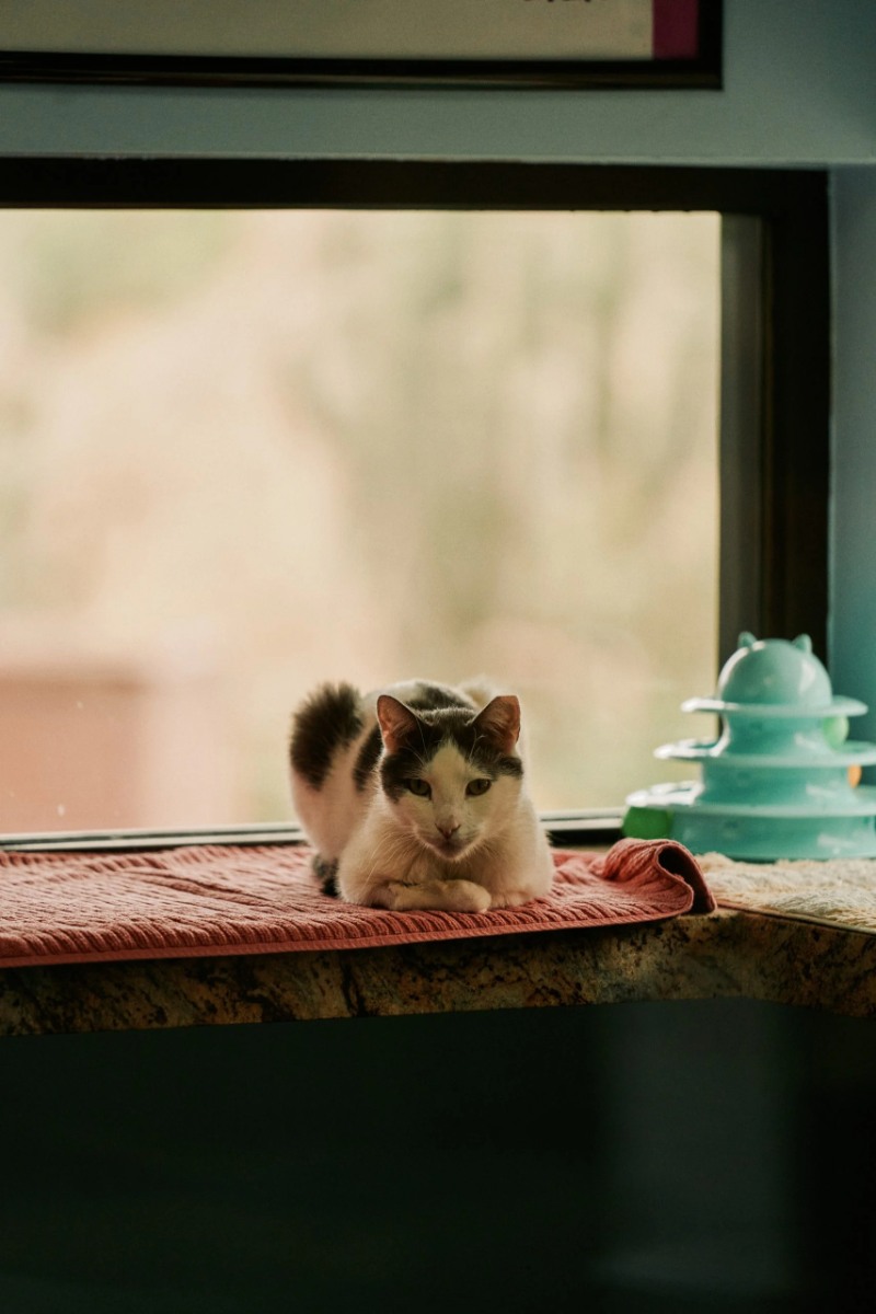 Animal Shelters