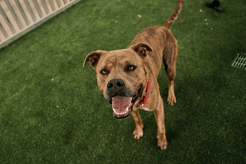 Animal Shelters